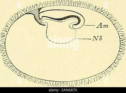 Quain der Elemente der Anatomie. r mit der Vergleichenden kleine Größe der Oberkiefer und Unterkiefer teile Gesicht ofthe, die Form der äußeren Ohrmuschel, sowie die Form und Haltung der Gliedmaßen. Abb. 670. Abb. 670. - Schematische Abschnitt op den EAELY menschliche Eizelle NACH SEINEM. (Von Balfour nach Seinem). Bin, Amnion: Nb, Vesicula. Es wäre wünschenswert gewesen, an dieser Stelle der Rate ofprogress und die Besonderheiten der formand Struktur vom successivestages der frühen Wachstum und die haman Embryo developmentin zu givesome; aber die wollen ofspace und der Mangel an Materialien fo Stockfoto