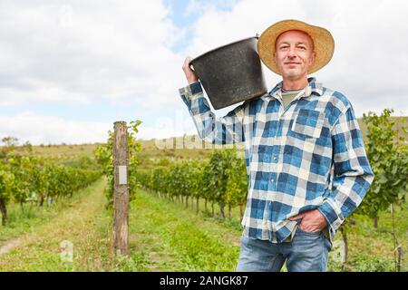 Stolz Winzer oder Ernten Helfer mit Schaufel im Weinberg während der Weinlese Stockfoto