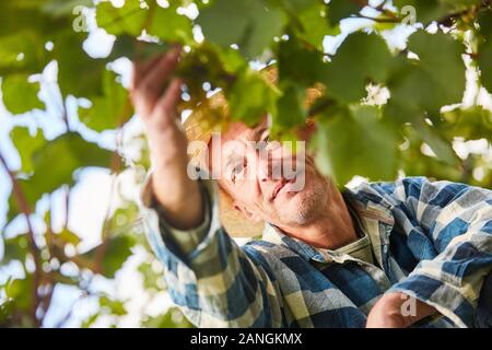 Ernte Arbeiter auf der Rebe, die während des manuellen Ernte im Weinberg Stockfoto