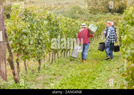 Gruppe der Ernte Arbeiter als Saisonarbeiter in den Weinberg Weinlese Trauben Stockfoto