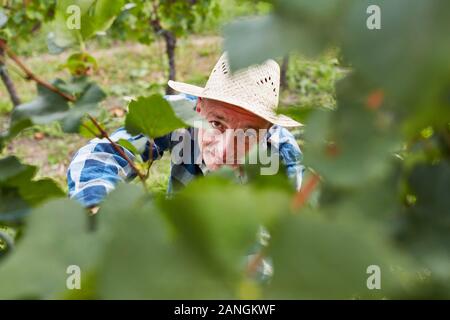 Winzer oder Erntehelfer mit manueller Weinlese auf der Rebe Stockfoto