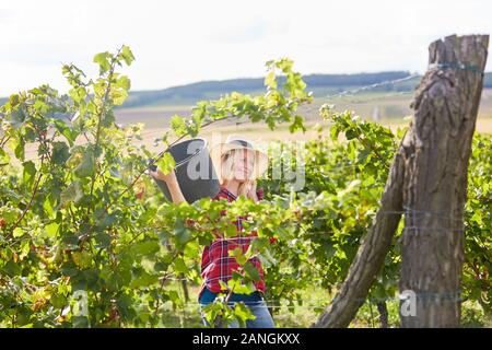 Die Frau als Ernte Assistent arbeitet mit der Ernte im Weinberg im Herbst Stockfoto