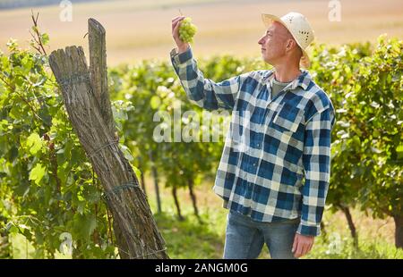 Winzer im Weinberg mit einem weinstock der Trauben im Herbst Ernte Stockfoto
