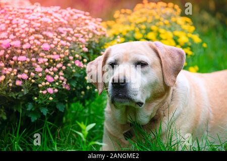 Labrador Retriever Hund liegend im Gras im Sommer Garten in der Nähe von blühenden Chrysanthemen Stockfoto