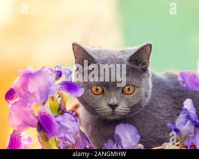 Süße blaue Britisch Kurzhaar Kätzchen sitzend in Iris Blumen im Garten an einem sonnigen Tag Stockfoto