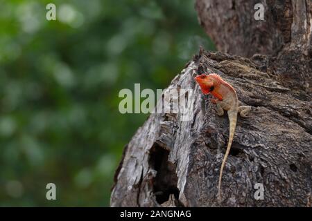 Garten Garten- oder calotes Calotes versicolor, Eidechse, männlich, Zucht morph Stockfoto