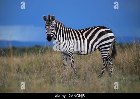 Die ebenen Zebra, auch als die gemeinsame Zebra, Equus quagga, Masai Mara National Reserve, Kenia bekannt Stockfoto