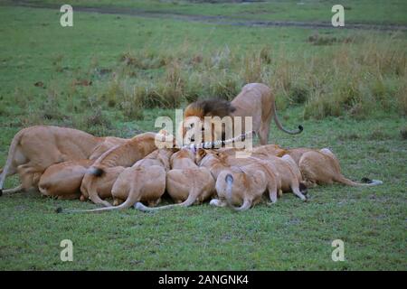 Pride Of Lions Schlemmen auf Zebra töten, Masai Mara National Reserve, Kenia Stockfoto