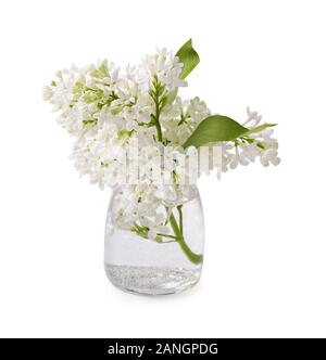Weiß Fliederzweige im Glas. Lila Blumen auf weißem Hintergrund. Stockfoto