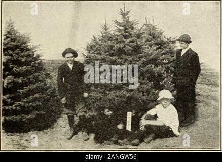 Baumschulen Harrisons ':' Baumschulen - Orchardists'. canadensis oder P. alba). 18 bis 24 Zoll 1 00 9 00 2 bis 3 Fuß 1 50 12 50 Andere wünschenswerte Evergreens keine Pflanzen jeglicher Art rund um das Haus und Grundstück ist moreattractive wünschenswert als Evergreens. Einige wunderbar fineeffects kann mit zwei oder drei Dutzend verschiedene Arten gemacht werden, oreven zwei oder drei Dutzend einer Sorte. Auch in der smallestyard gibt es Möglichkeiten für die Gruppierung oder für Foundation plant-ings. Wenn es eine unschöne Bank, ist ein Haufen von Steinen, oder sogar alow Ort in der Nähe von Ihrem Haus, sie kann schön mit adwarf oder Nachgestellte Stockfoto