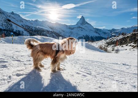 Ständigen cocker spaniel in Show vor Das Matterhorn in Zermatt in den Schweizer Alpen Stockfoto