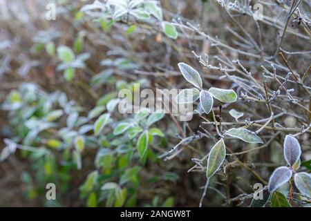 Gefrorenes Herbstlaub aus dem Buche-Zweig. Stockfoto