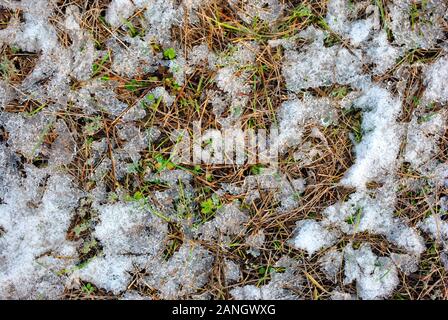 Trockene altes Gras und erste grüne Feder Sprossen bedeckt mit weißen Schnee, natürlichen Hintergrund der Ansicht von oben Stockfoto