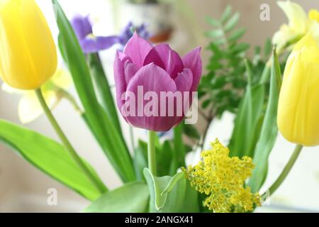 Ein Haufen bunter Frühlingsblumen Stockfoto