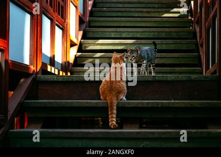 Adorable gestreift und gefleckt Katzen gehen auf die Straße. Niedliche Haustiere auf Treppen. Verspieltes Haustier wandern im Freien. Portrait von Obdachlosen flauschige Crea Stockfoto