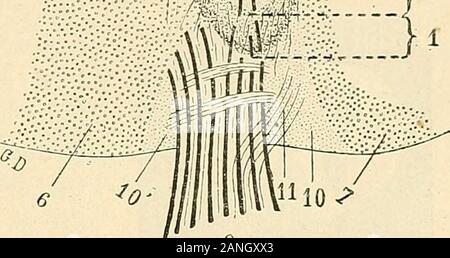 "Traité d'anatomie humaine. 4 Résumé de la systématisation de la Subs-tance Blanche. Lli 1 Topographie de la Substanz blanche: Abteilung systématique de chacun des troiscordons. -En Résumé, nous rencontrons: a. Dans Le Cordon antérieur, deux Fais-ceaux: Le faisceau pyramidenförmigen Direkte et lefaisceau - restant ou faisceau fondamental ducordon antérieur (faisceau commissural Lon-gitudinal antérieur de Schneckaufkommen auteurs); b. Dans Le Cordon latéral, Cinq faisceaux: Le faisceau faisceaupyramidal cérébelleux Direkte, Le Croisé, le faisceau de Gowers, lefaisceau Profond latéral et le faisceau - restantou Fa Stockfoto