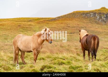 Mehrere Farben Islandpferde in einer ruhigen Wiese, Island Stockfoto