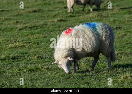 Walisische Bergschafe weiden auf einem Feld frischen Grüngrases Stockfoto