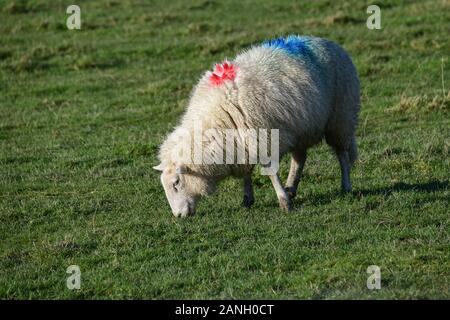 Walisische Bergschafe weiden auf einem Feld frischen Grüngrases Stockfoto