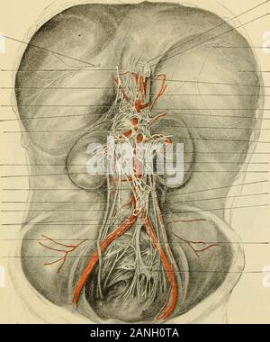 Der menschlichen Anatomie, einschließlich der Struktur und Entwicklung und praktische Erwägungen. hes der unteren BWS, LWS andupper sakralen Teile des gangliated Netzkabel, in Verbindung mit dem zentralen Nervensystem das SYMPATHISCHE SYSTEM VON nerven. 1369 Achse durch die rami Communicantes der unteren Brust- und oberen knnbarneres und tlie xisceral l) ranches Der pudendal Plexus. Die Solar- oder ejiiyastric Plexus (Fii^. 1136), die lart^ est der Serie, situatedin ist der oberen Abdominal- res^ Ion, posterior nach anterior, der Magen, die aorta unddie crura des iliaphrafjm, überlegen die pancr Stockfoto