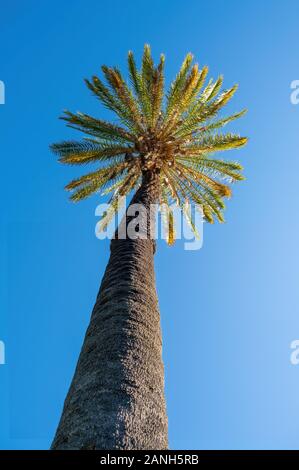 Hohe Palme gegen den blauen Himmel - Bild vertikal Stockfoto