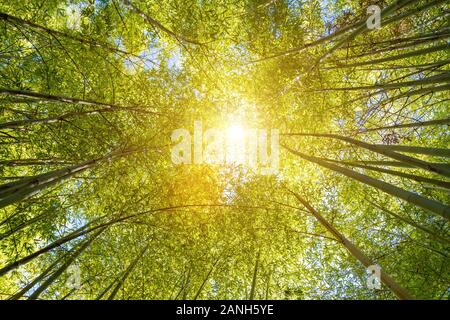 Sonnenlicht im Bambuswald - Blick auf die Baumkronen und Sun Stockfoto