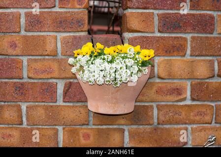 Schöne weiße und gelbe Blume in einem Topf, der an einer Ziegelwand hängt. Stockfoto