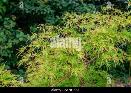 Japanischer Ahorn 'Dissectum, Acer palmatum 'Dissectum', Frankreich, Paris, Orleans, Orleans-la-Source Parc Floral de la Source // Erable du Japon würde, ist Stockfoto