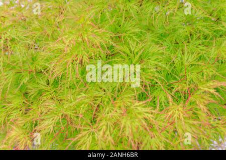 Japanischer Ahorn 'Dissectum, Acer palmatum 'Dissectum', Frankreich, Paris, Orleans, Orleans-la-Source Parc Floral de la Source // Erable du Japon würde, ist Stockfoto