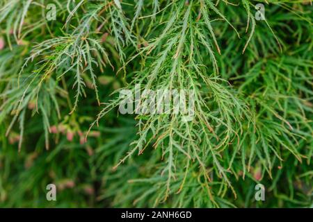 Japanischer Ahorn 'Dissectum, Acer palmatum 'Dissectum', Frankreich, Paris, Orleans, Orleans-la-Source Parc Floral de la Source // Erable du Japon würde, ist Stockfoto