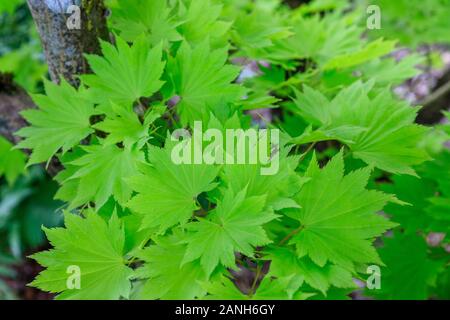 Die shirasawa Ahorn 'Aureum oder fullmoon Ahorn 'Aureum, Acer shirasawanum 'Aureum', Blätter, Frankreich, Paris, Orleans, Orleans-la-Source Parc Floral, d Stockfoto