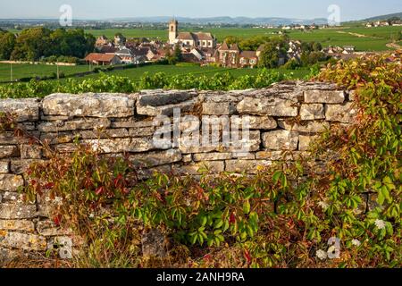 Weinberge an den hängen des französischen Burgunds. Stockfoto