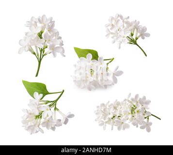 Der blühende Flieder. Zweigniederlassungen von lila Blumen auf weißem Hintergrund. Stockfoto