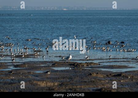 Kleine Herde von Futter Strandläufer (Calidris alpina) Stockfoto