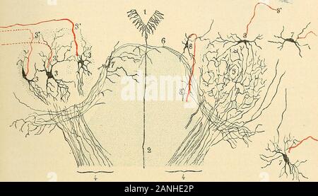 "Traité d'anatomie humaine. ing dès 1843, Mais particulièrementbien décrit par Lockf [. rt Clarkk en 1851, Porte de noyaudorsal inditïéremment les noms de Beruhigens ou de Colonne vésiculaire de Clarke. Ces deux Termes sontsynonymes, Mais le Letzte semble avoir prévalu dans lusage. Vue en Coupe horizontale, la Colonne de Clarke revêt une forme arrondie oulégèrement ovalaire à Grand ax-antéro postérieur: Tandis que sa moitié externefait Corps avec la Substanz grise de La Corne postérieure, sa moitié interne baigneen Plein dans la Substanz blanche du Cordon (postérieur urdach faisceau de J3). V Stockfoto