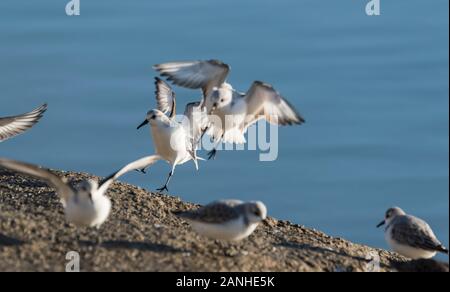 Sanderlings (Calidris alba) an Stockfoto