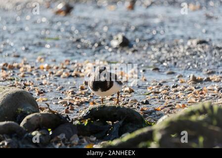 Die nahrungssuche Turnstone (Arenaria interpres) Stockfoto