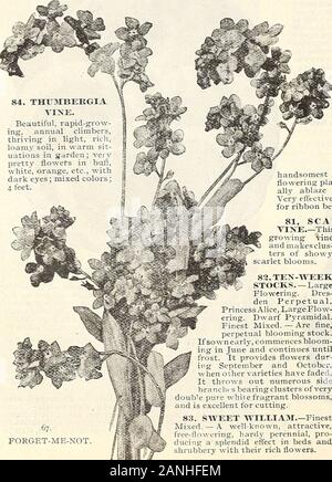 JBolgiano & Sohn haben Vertrauen 85 Jahre gewonnen: 1818 1903. 75. GOLDEN FEA - THER.-Scheiterhaufen thrum große Blüte, doubleand einzigen gemischten. Hardyperennial, Lager largeastt r-förmige Blumen, rang-ing in der Farbe von Licht pinkto tief rot, mit brightyellow Zentren; 2 Füße. 72. Feinste gemischt Petunia, 76. Portulak.-mexikanischen Rose Grandiflora, neue Kompakte, feinste gemischt. - Einer unserer besten robustes jährliches Pflanzen, ofeasy Kultur, gedeihen am besten in einem eher reiche, leichte Lehm, oder sandiger Boden, und schwelgt in einer sonnigen Lage; die Blüten sind der reichsten Farben und produziert den ganzen Sommer über in Stockfoto