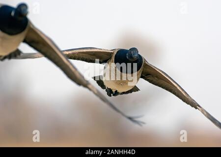 Brent-Gänse fliegen in der Nähe Stockfoto