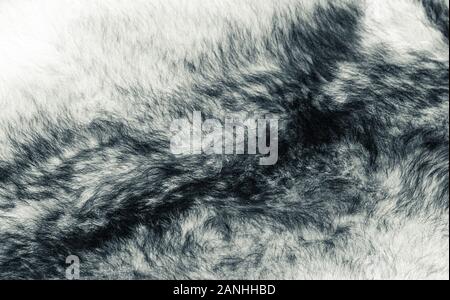 Pelzwolf Stockfoto