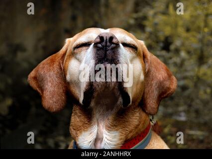 Portuguese Pointer Dog Portrait in Nature Stockfoto