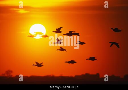 Atlantic Brent. Branta Bernicla Hrota. Jamaica Bay, Gateway NRA. Atlantic brent im Silhouettenflug beim Sonnenuntergang während der Herbstwanderung. Stockfoto