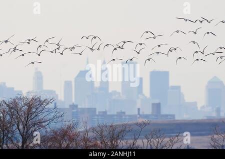 Brent Gänseflug und Skyline von New York Stockfoto