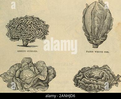 Der Vick illustrierter Katalog und floralen Leitfaden für 1868. ulbs sind wie Rüben serviert und sind verytender und zart, wenn Junge, den Geschmack der beiden Rüben und Kohl, tosome Umfang besitzen. In Europa sind sie ausgiebig für Lager gewachsen und werden gedacht, um keepbetter als die Rübe und sind keine unangenehmen Geschmack der Milch zu vermitteln. Seedshould gesät werden, für eine allgemeine Erntegut, im Mai oder Juni, wie Rübe Saatgut, Bohrer; oder theymay wie Kohl verpflanzt werden. Zu wenige für das Schneidwerk anheben, es ist nicht am besten Mitte Juni zu sowuntil. Kohl Rabi, großen Frühen Lila, schöne Lila Stockfoto