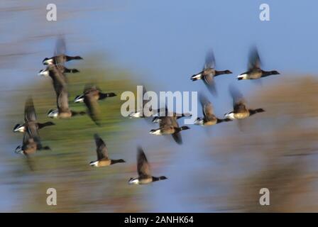 Atlantic Brent. Branta Bernicla Hrota. Jamaica Bay, Gateway NRA. Absichtliche Flugunschärfe von Atlantic brent im Flug während der Herbstmigration. Stockfoto