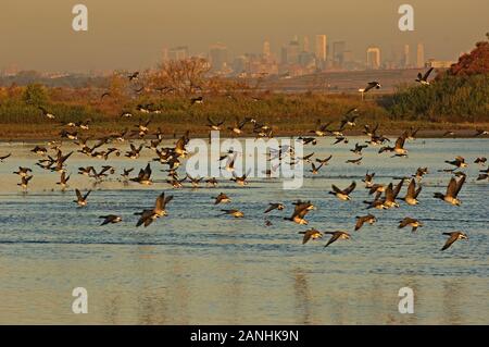 Brent Gänseflug und Skyline von New York Stockfoto