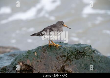 Meerstrandläufer auf See Defense Felsen von der Flut kommt Stockfoto