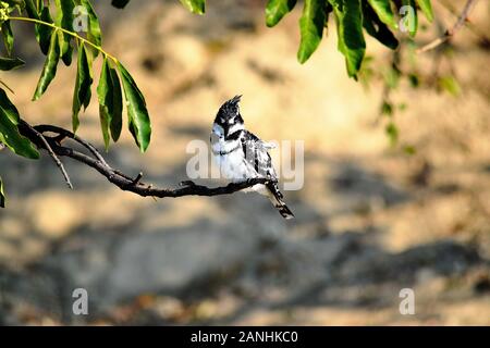 A Pied Kingfisher im Chobe National Park, Botswana Stockfoto