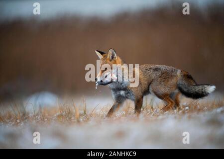 Red Fox (Vulpes vulpes) mit gefangen Fische im Winter, Eifel, Rheinland-Pfalz, Deutschland Stockfoto