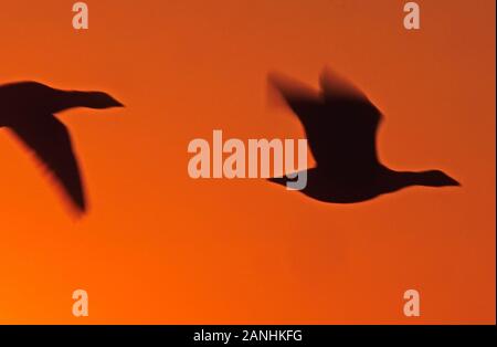 Nahaufnahme der brent-gänse-Silhouette gegen den tiefroten Sonnenuntergang Stockfoto